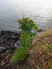 Cochlospermum vitifolium