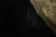 Miniopterus natalensis