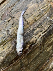 Merluccius productus