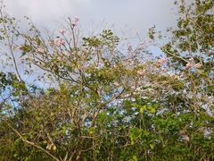 Tabebuia rosea
