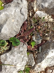 Petrosedum ochroleucum