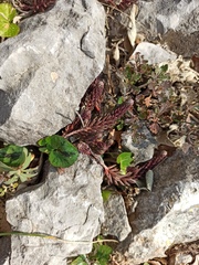 Petrosedum ochroleucum