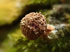 Tubifera microsperma
