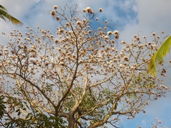 Tabebuia rosea