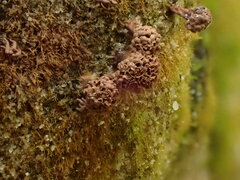 Tubifera microsperma