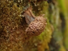 Tubifera microsperma