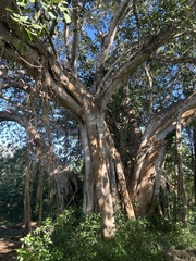 Ficus cotinifolia