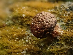Tubifera microsperma