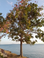 Tabebuia rosea