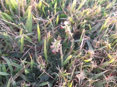 Indigofera spicata