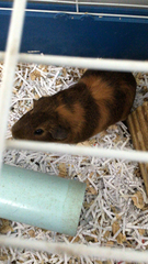 Cavia porcellus