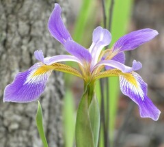 Iris virginica