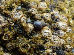 Austrolittorina cincta