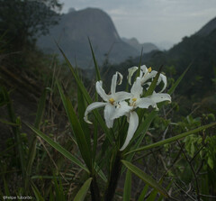 Vellozia plicata
