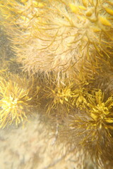 Caulocystis cephalornithos