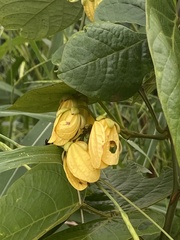 Senna hirsuta
