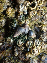 Austrolittorina cincta