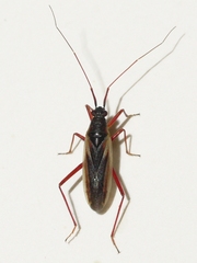 Teratocoris discolor