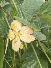 Senna hirsuta
