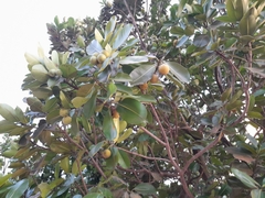 Calophyllum inophyllum