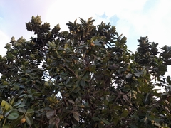 Calophyllum inophyllum