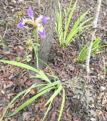 Iris virginica