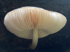 Pluteus exilis