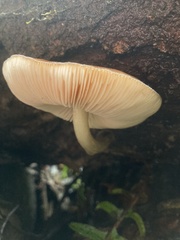 Pluteus exilis