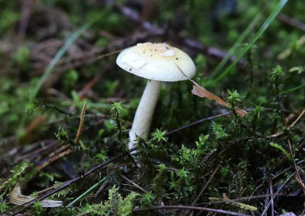 Amanita xylinivolva