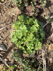 Ranunculus parviflorus