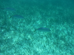 Caranx bartholomaei