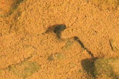 Leconectes striatellus