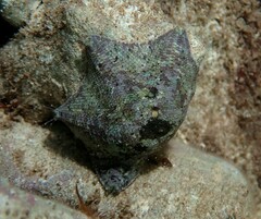 Meridiastra occidens