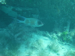 Holocentrus adscensionis