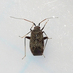 Texocoris nigrellus