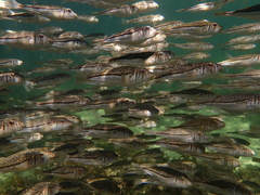 Torquigener pleurogramma