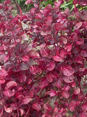 Iresine diffusa herbstii