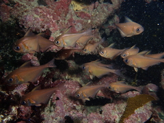 Pempheris klunzingeri