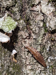 Pyractomena borealis