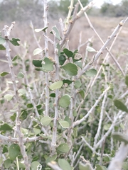 Schaefferia cuneifolia