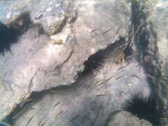 Trachinops taeniatus