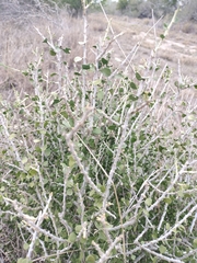 Schaefferia cuneifolia