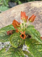 Chrysothemis pulchella