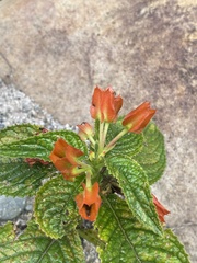 Chrysothemis pulchella