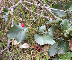 Prunus ilicifolia