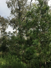 Pinus ayacahuite