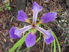 Iris virginica