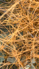 Cuscuta pacifica