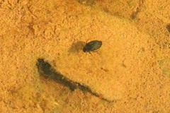 Leconectes striatellus
