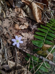 Hepatica